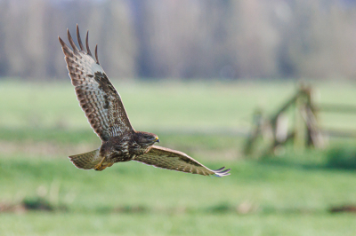 <i class='fa fa-user'></i> ADubbelhuis |   Buizerd  <i class='fa fa-eye'> 214</i>  <i class='fa fa-thumbs-up'> 3</i>   <i class='fa fa-comment-o'> 3</i>