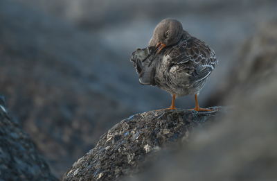 <i class='fa fa-user'></i> HansMolenaar |   Paarse Strandloper  <i class='fa fa-eye'> 237</i>  <i class='fa fa-thumbs-up'> 3</i>   <i class='fa fa-comment-o'> 6</i>