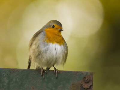 <i class='fa fa-user'></i> Robert Westerhof |   Roodborst  <i class='fa fa-eye'> 77</i>  <i class='fa fa-thumbs-up'> 2</i>   <i class='fa fa-comment-o'> 21</i>