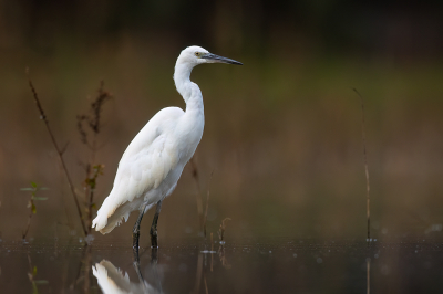 <i class='fa fa-user'></i> Luc Meert |   Kleine Zilverreiger  <i class='fa fa-eye'> 235</i>  <i class='fa fa-thumbs-up'> 13</i>   <i class='fa fa-comment-o'> 7</i>