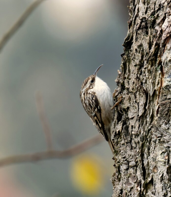 De boomkruiper probeerde een snelheidsrecord te breken maar vlak voordat hij in de kruin van de boom verdween was hij op tijd in beeld.