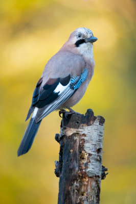 Als er niets veel bijzonders te zien is in het bos, houden de gaaien mij wel bezig. De gele kleuren vind ik ook echt geweldig.