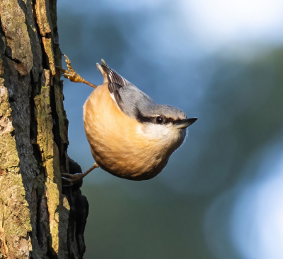 In een  donker stuk gemengd bos met mooie herfstkleuren moet je geluk hebben dat de vogel net in een straaltje zon zit. Bijna al mijn boomkleverfoto's zijn een opname van de rug met de vogel tegen de boom gekleefd. Voor mij is dit mijn eerste opname van een boomklever die "afstand" neemt van de boom en waarbij de pootjes mooi grijpen.