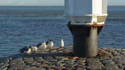 <i class='fa fa-user'></i> Hendrik van Kampen |   Zeekoet  <i class='fa fa-eye'> 260</i>  <i class='fa fa-thumbs-up'> 2</i>   <i class='fa fa-comment-o'> 6</i>