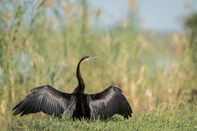 <i class='fa fa-user'></i> harrie69 |   Afrikaanse Slangenhalsvogel  <i class='fa fa-eye'> 154</i>  <i class='fa fa-thumbs-up'> 1</i>   <i class='fa fa-comment-o'> 3</i>