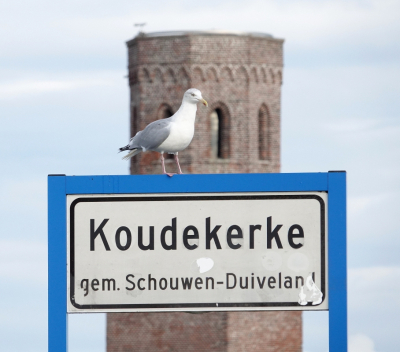 <i class='fa fa-user'></i> ko katsman |   Zilvermeeuw  <i class='fa fa-eye'> 188</i>  <i class='fa fa-thumbs-up'> 1</i>   <i class='fa fa-comment-o'> 4</i>