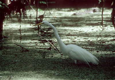 <i class='fa fa-user'></i> Karel Mauer | Amerikaanse Grote Zilverreiger  <i class='fa fa-eye'> 202</i>   <i class='fa fa-comment-o'> 0</i>