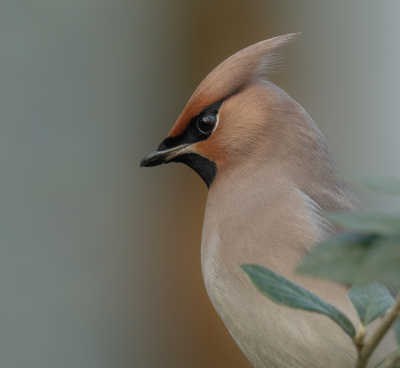 Vandaag een rondje bij de nieuwe driemanspolder gedaan. Op waarneming gezien dat er in den Haag een pestvogel gemeld werd. Dit was niet zover van elkaar vandaan. Daar aangekomen hadden meer mensen de melding gezien, haha. Altijd een leuk gezicht, zoveel fotografen bij elkaar, al zie ik liever een vogeltje in mijn eentje. De pestvogel ging op een gegeven moment zo dichtbij zitten, dat ik een portretje kon schieten. Wat een prachtige vogel!