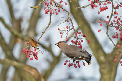 Eindelijk weer een keer Pestvogels gezien.
Hier in de gemeente op zoek gegaan en geen knappe struik/boom met bessen te gevonden. Dus ook geen kans op Pestvogels dit jaar.