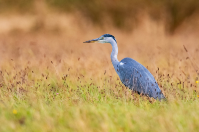 <i class='fa fa-user'></i> Freddy69 | Blauwe Reiger  <i class='fa fa-eye'> 71</i>  <i class='fa fa-thumbs-up'> 3</i>   <i class='fa fa-comment-o'> 18</i>