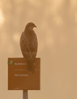 <i class='fa fa-user'></i> pietwil |   Buizerd  <i class='fa fa-eye'> 170</i>  <i class='fa fa-thumbs-up'> 1</i>   <i class='fa fa-comment-o'> 2</i>