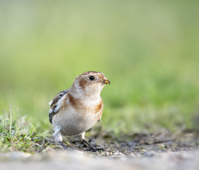 Zo laag mogelijk naar de grond voor meer diepte en een goede bokeh. Dan kun je gelijk zien hoe smerig zo'n snavel wordt van al dat in de grond en modder gewroet op zoek naar voedsel.