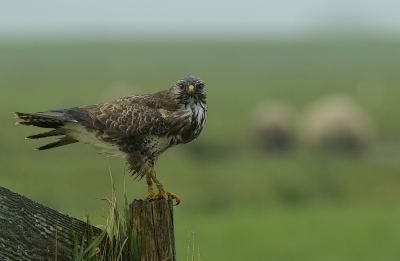 <i class='fa fa-user'></i> janvangastel |   Buizerd  <i class='fa fa-eye'> 197</i>   <i class='fa fa-comment-o'> 6</i>