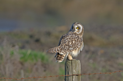 De opnameomstandigheden waren ideaal, maar de vogelfotografen lieten zich van hun slechtste kant zien. Ze kwamen en masse uit de auto en liepen in rotten van 6 man/vrouw achter de velduil aan, die telkens een paaltje verder ging zitten. Er was zelfs 1 "collega" die zijn auto 2 meter voor mijn lens ging parkeren. Om een foto te maken moest ik uitstappen. Bizar.