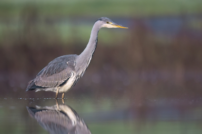 <i class='fa fa-user'></i> Luc Meert |   Blauwe Reiger  <i class='fa fa-eye'> 132</i>  <i class='fa fa-thumbs-up'> 3</i>   <i class='fa fa-comment-o'> 3</i>