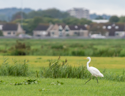 <i class='fa fa-user'></i> pietwil |   Grote Zilverreiger  <i class='fa fa-eye'> 121</i>   <i class='fa fa-comment-o'> 1</i>