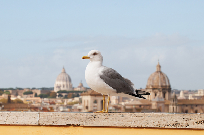 Maandopdracht
Omdat ik nooit een foto vanuit Rome heb geplaatst, kan ik de plaats er veilig bijzetten. 
Weet niet of deze helemaal aan de gedachten van Vincent voldoet, maar met op de achtergrond  de Sint Pieter, was dit het beste wat ik deze maand heb kunnen maken.
Genomen op 1 van de hoogste punten van Rome, met achter mij het Forum Romanun.