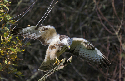 <i class='fa fa-user'></i> Ties Niehof |   Buizerd  <i class='fa fa-eye'> 136</i>   <i class='fa fa-comment-o'> 1</i>