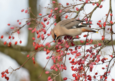 Toch wel weer heel leuk om de Pestvogels te hebben gezien en ook nog een aantal foto's te kunnen maken. De locatie was niet helemaal ideaal, hoog in de bomen.