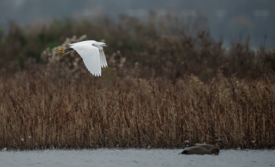 <i class='fa fa-user'></i> HansMolenaar |   Kleine Zilverreiger  <i class='fa fa-eye'> 133</i>   <i class='fa fa-comment-o'> 1</i>