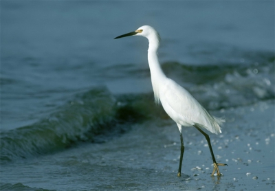 <i class='fa fa-user'></i> Karel Mauer | Amerikaanse Kleine Zilverreiger  <i class='fa fa-eye'> 229</i>   <i class='fa fa-comment-o'> 0</i>