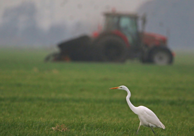 <i class='fa fa-user'></i> Ruben de Bruijn |   Grote Zilverreiger  <i class='fa fa-eye'> 68</i>   <i class='fa fa-comment-o'> 19</i>