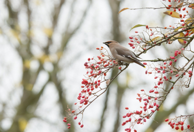 Toen ik op waarnemingen keek zag ik dat de pestvogel in de buurt van mijn woonplaats was gesignaleerd. Ben er heen gegaan en had geluk dat ik hem kon fotograferen