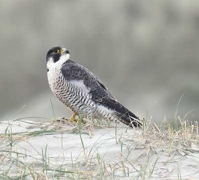 Een slechtvalk op het strand van Terschelling loerend naar prooi. Het was opwindend om zoiets van dichtbij mee te maken. Als hij dan gefixeerd opvloog dan was het hopen op een terugkomst met prooi. Helaas toen niet gebeurd maar wat niet is kan nog komen...