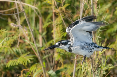 <i class='fa fa-user'></i> harrie69 |   Bonte IJsvogel  <i class='fa fa-eye'> 94</i>   <i class='fa fa-comment-o'> 4</i>