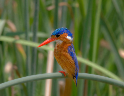 Bird picture: Corythornis cristatus / Malachietijsvogel / Malachite Kingfisher