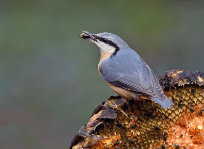 Hij shopt nu in eigen tuin. Met het klimmen der jaren werd de groentetuin Willy toch teveel, en is die nu omgetoverd tot een bloementuintje.  Afgelopen voorjaar en zomer genoten van vlinders en insecten en nu ook van zaadetertjes als Kneutjes etc.. Er stonden dus ook een paar zonnebloemen.  En daar weet de Klever wel raad mee nu. En hij plukt er niet eentje uit, maar het liefst 3 tegelijk. Maar om de zaak niet mooier voor te stellen dan het is, ik heb hem wel verplaatst naar een plek die mij beter uitkwam...
......

Foto Willy