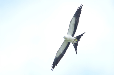 Bird picture: Elanoides forficatus / Zwaluwstaartwouw / Swallow-tailed Kite