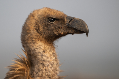 Bird picture: Gyps africanus / Witruggier / White-backed Vulture