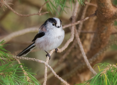 Bird picture: Aegithalos caudatus / Staartmees / Long-tailed Tit