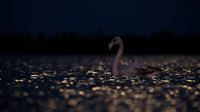 Het was al laat, rond kwart over vijf. Bewolkt, winderig, koud en bijna helemaal donker. Wat doe ik hier nog, bij die flamingo, dacht ik bij mezelf.
En toen kwam de maan heel even door. Toen wist ik wat ik hier deed.
Super blij ging ik naar huis met foto's van een zwemmende flamingo bij maanlicht.