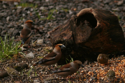 Drukte op de voerplek, foto met 'Nachtwacht effect', groep vogels, niet strak in het gelid, met licht/donker spel...