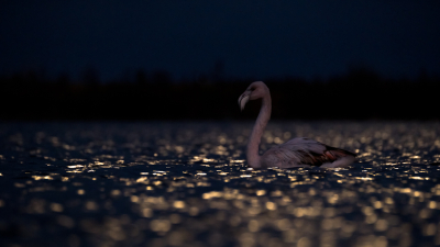 <i class='fa fa-user'></i> Gert-Jan Cromwijk |   Flamingo  <i class='fa fa-eye'> 298</i>  <i class='fa fa-thumbs-up'> 27</i>   <i class='fa fa-comment-o'> 13</i>