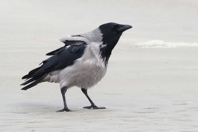 Bird picture: Corvus cornix / Bonte Kraai / Hooded Crow