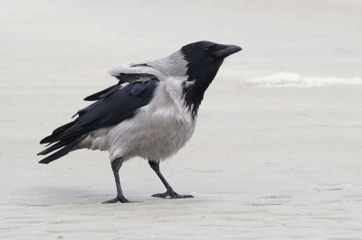 Een bonte kraai op het strand van Terschelling. De ene keer peuterend aan een zwaard- of messchedeschelp en de andere keer krassend en een stoere houding aannemend om een meeuw te intimideren.