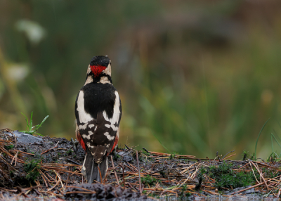 Deze mooie grote bonte specht heb ik mogen vastleggen vanuit een fotohut in de omgeving van de Kalmthoutse Heide.