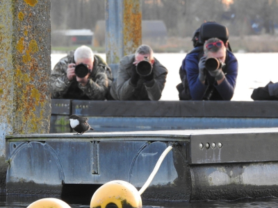 <i class='fa fa-user'></i> Jovanzo |   Waterspreeuw  <i class='fa fa-eye'> 431</i>  <i class='fa fa-thumbs-up'> 16</i>   <i class='fa fa-comment-o'> 20</i>