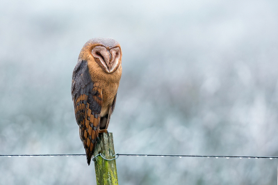 Bird picture: Tyto alba / Kerkuil / Western Barn Owl