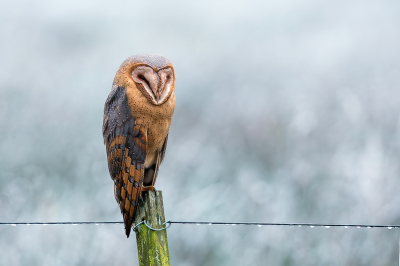 Op terugweg van een mistige polder, waar amper een vogel te zien was, maakte deze kerkuil er alsnog een feestje van.Roerloos zat ie op een paal met op de achtergrond de berijpte velden.