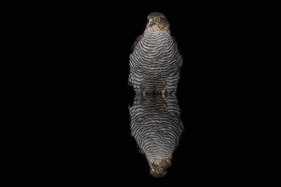 <i class='fa fa-user'></i> wouterroepel |   Sperwer  <i class='fa fa-eye'> 99</i>  <i class='fa fa-thumbs-up'> 4</i>   <i class='fa fa-comment-o'> 4</i>