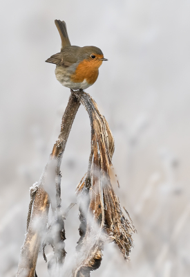 <i class='fa fa-user'></i> Fred |   Roodborst  <i class='fa fa-eye'> 76</i>  <i class='fa fa-thumbs-up'> 1</i>   <i class='fa fa-comment-o'> 2</i>