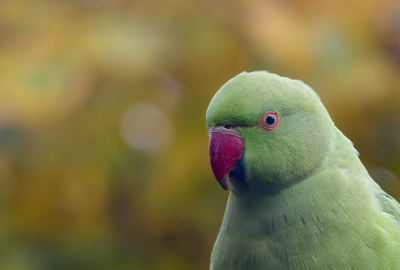 Bird picture: Psittacula krameri / Halsbandparkiet / Rose-ringed Parakeet