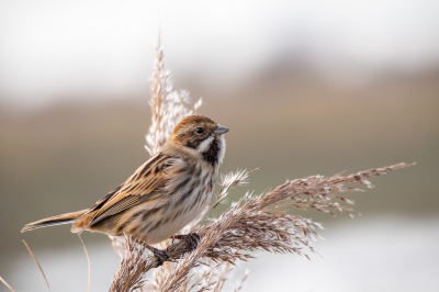 Bird picture: Emberiza schoeniclus / Rietgors / Common Reed Bunting