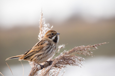 Ik ben nieuw op deze website en dit is mijn eerste upload. Heb mijn camera nu 3 maand en ben nog volop aan het leren.
Deze rietgors trok ik op een koude dag in de polder over de middag.
