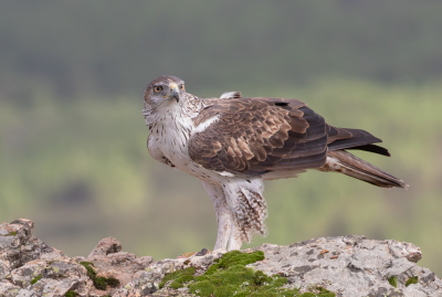 Bird picture: Aquila fasciata / Havikarend / Bonelli's Eagle