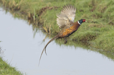 Bird picture: Phasianus colchicus / Fazant / Common Pheasant